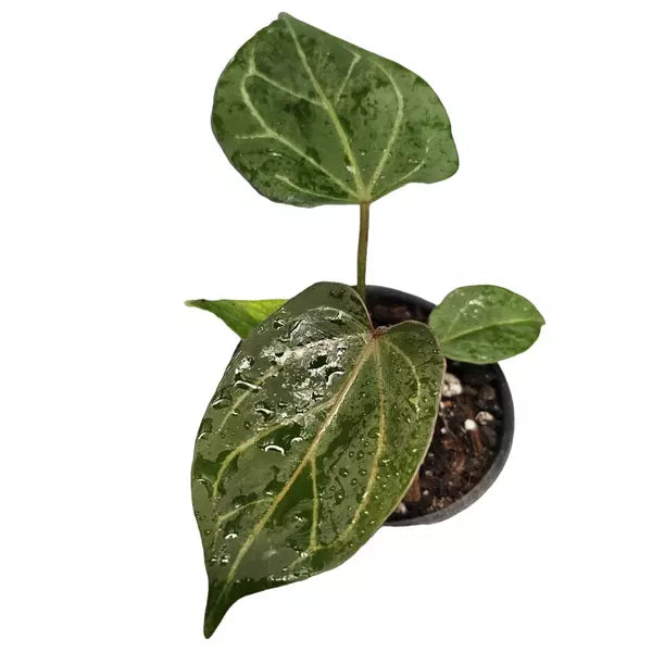 Anthurium Hu x Red - Super Rare