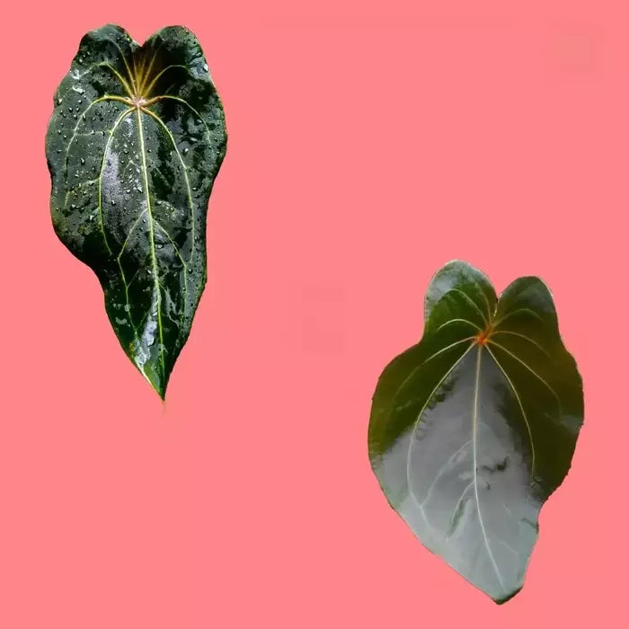 Anthurium Red Spider - Rare