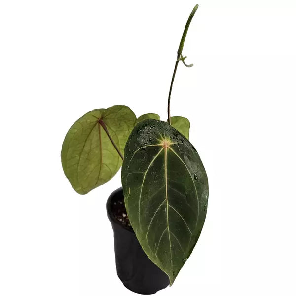 Anthurium Red Spider - Rare