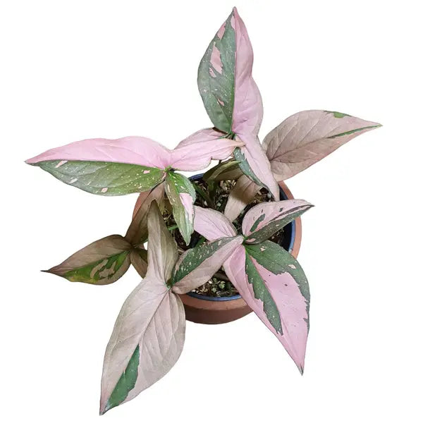 Syngonium Pink Splash (Rare)