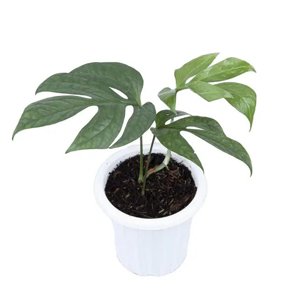 Amydrium Silver - Rare