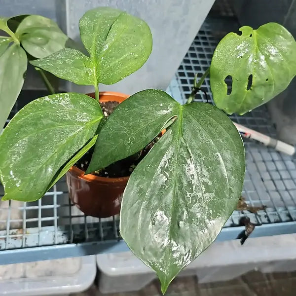 Amydrium Silver - Rare