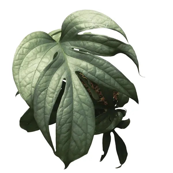 Amydrium Silver - Rare