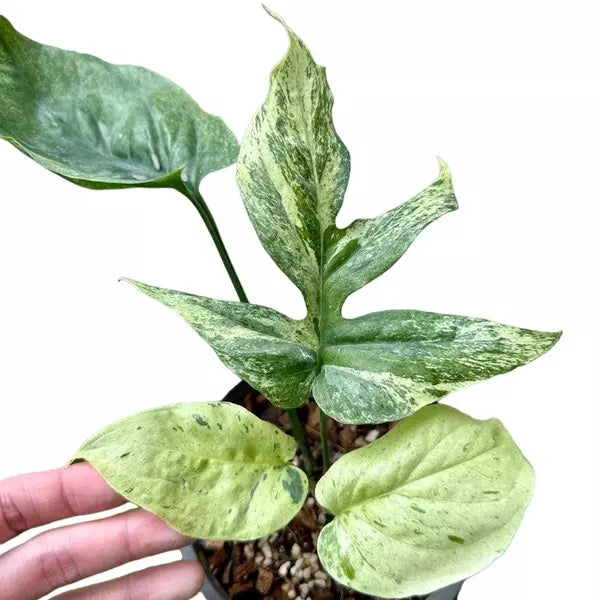 Amydrium Spider Mint - Rare