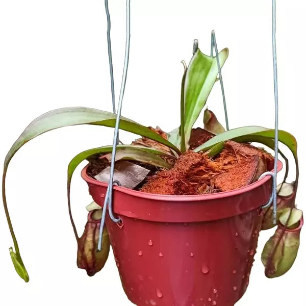 Nepenthes Mirabilis x Viking - Rare
