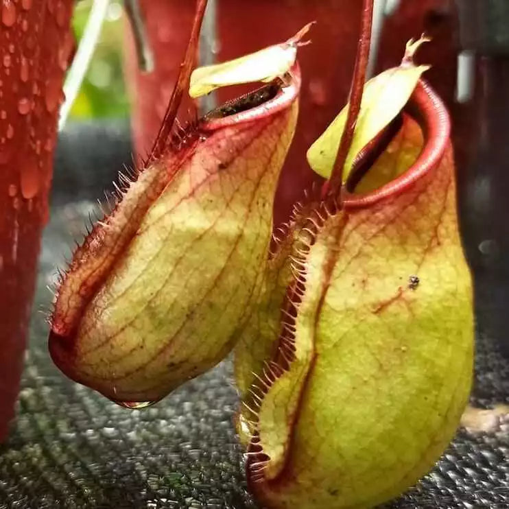 Nepenthes Mirabilis x Viking - Rare