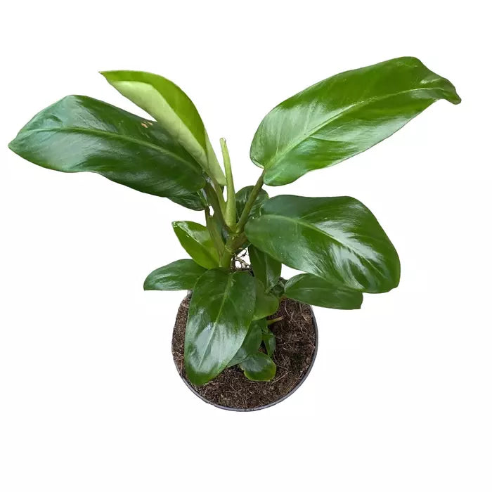 Philodendron Ceylon Green Plant