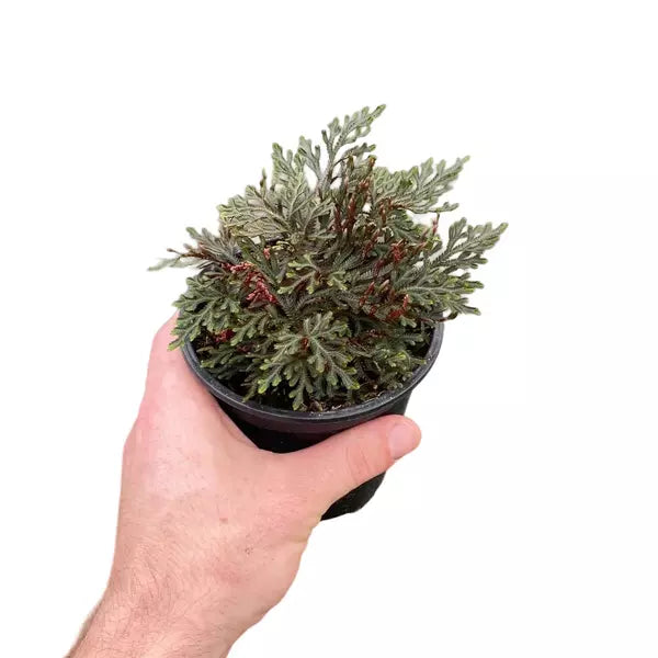 Selaginella Erythropus (Mart.), Spring (Red Spikemoss)