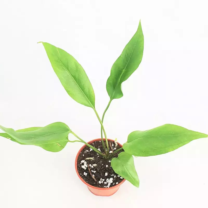 Anthurium 'Big Bill' - Rare