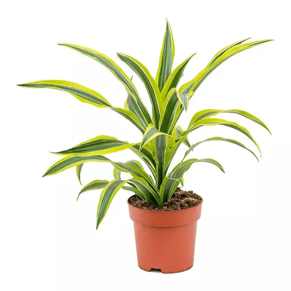Dracaena fragrans Lemon Lime - plant