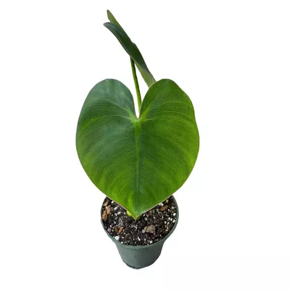 Philodendron Ricardoi - Rare