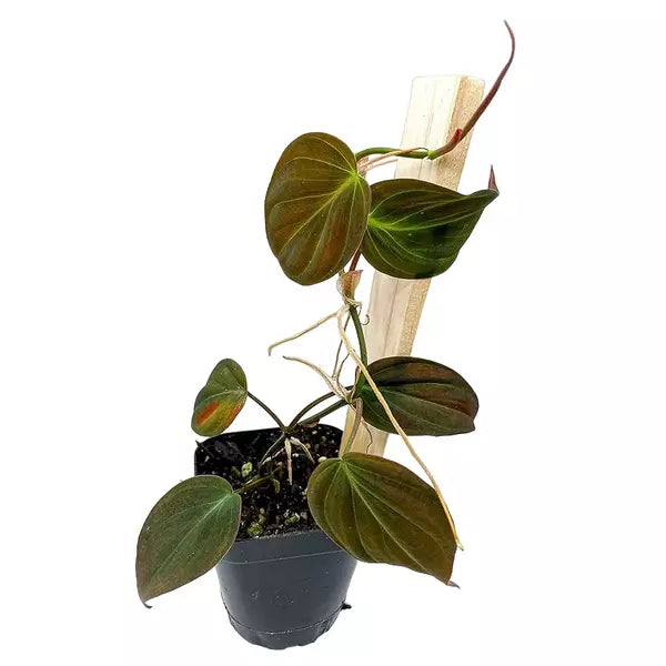 Philodendron Mican plant
