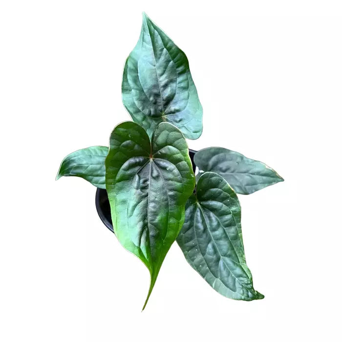 Anthurium 'Eternal Night' Mutant (Luxurians x Papillilaminum) - Rare