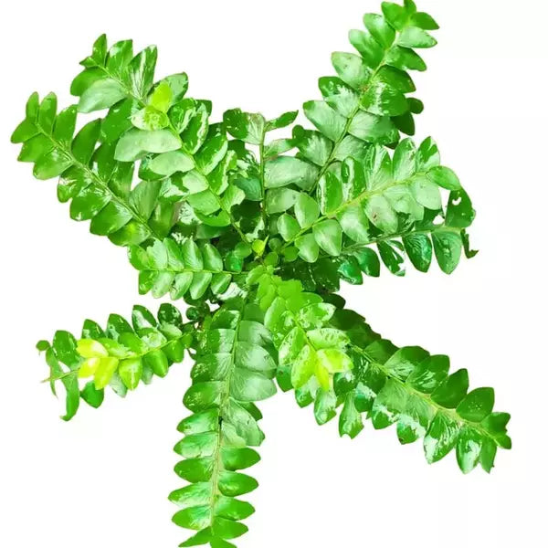 Phyllanthus Buxifolius
