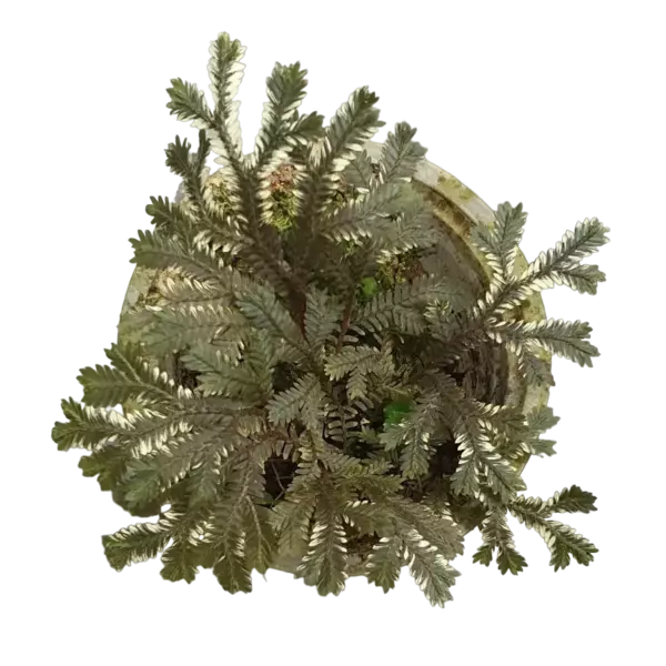 Selaginella Brown Variegated fern - Rare