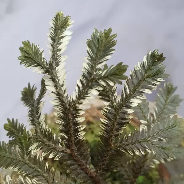 Selaginella Brown Variegated fern - Rare
