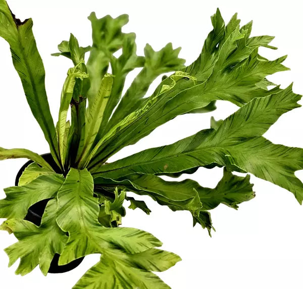 Leslie Bird's Nest Fern variegated - Rare