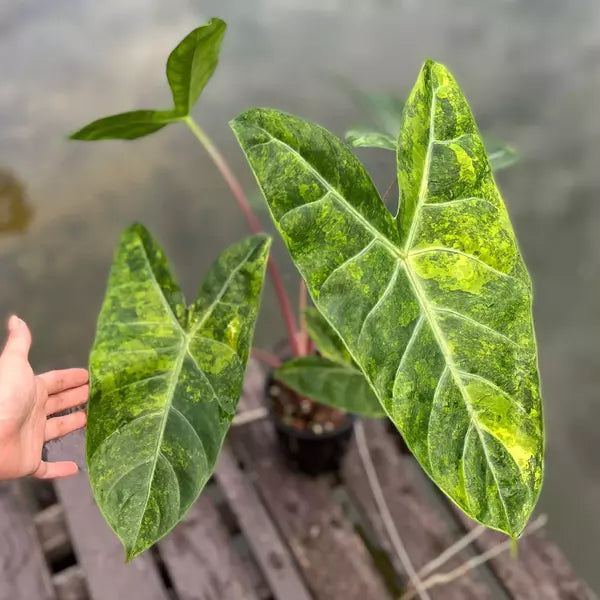 Alocasia Pink Dragon Variegated - Rare