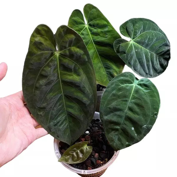 Anthurium Goliath - Rare