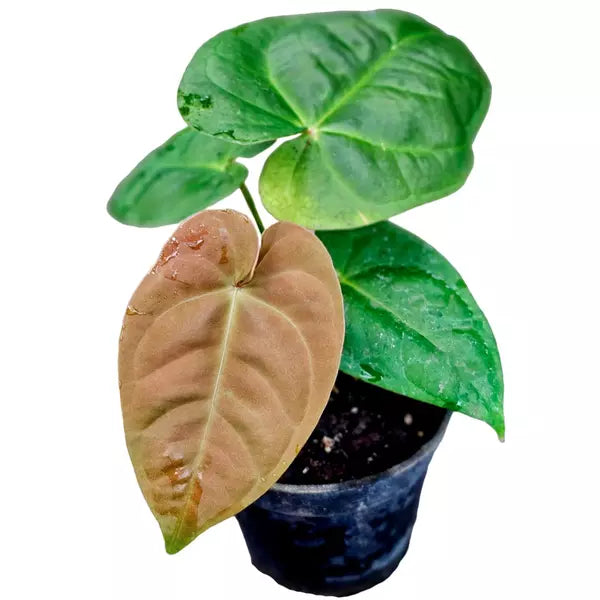 Anthurium Goliath - Rare