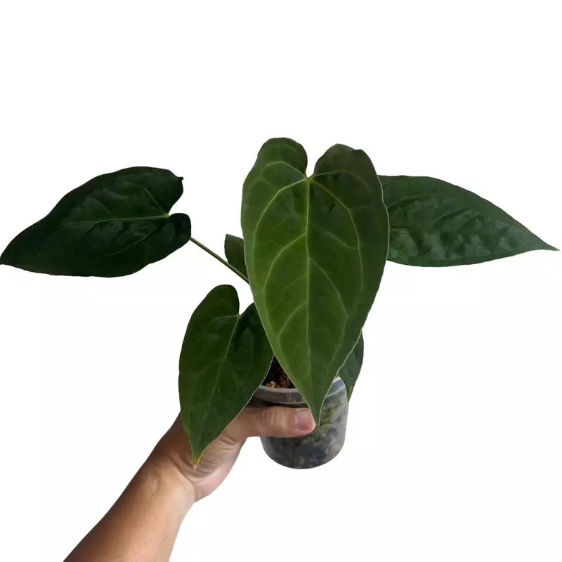 Anthurium Papillilaminum Blue X One - Rare