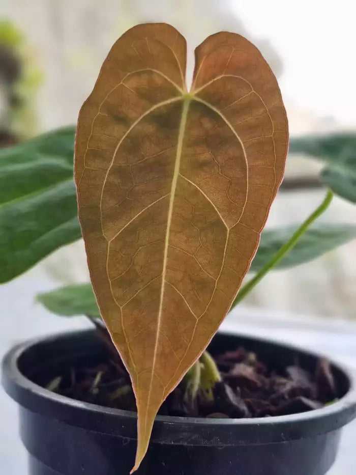Anthurium Papillilaminum Blue X One - Rare
