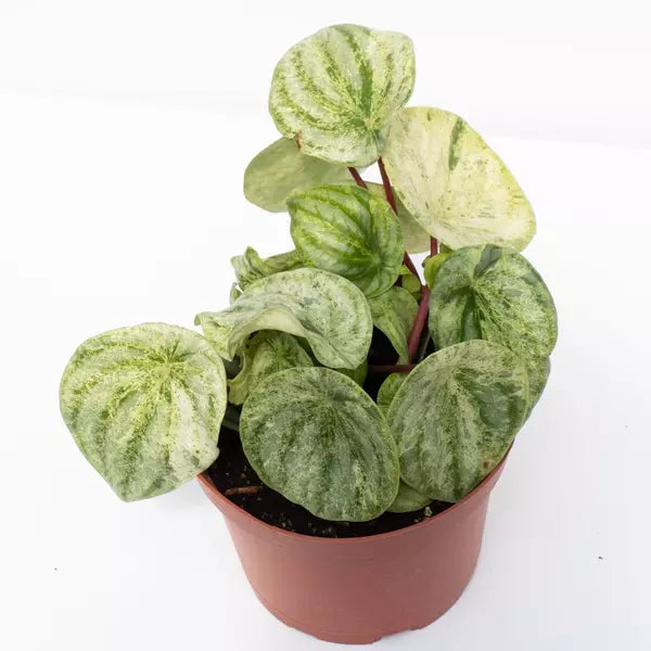 VARIEGATED WATERMELON PEPEROMIA - Rare