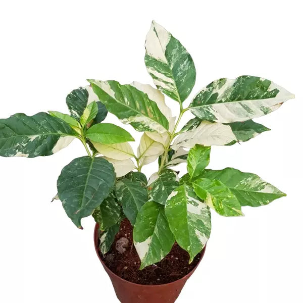 Coffee Arabica Variegated plant - Rare