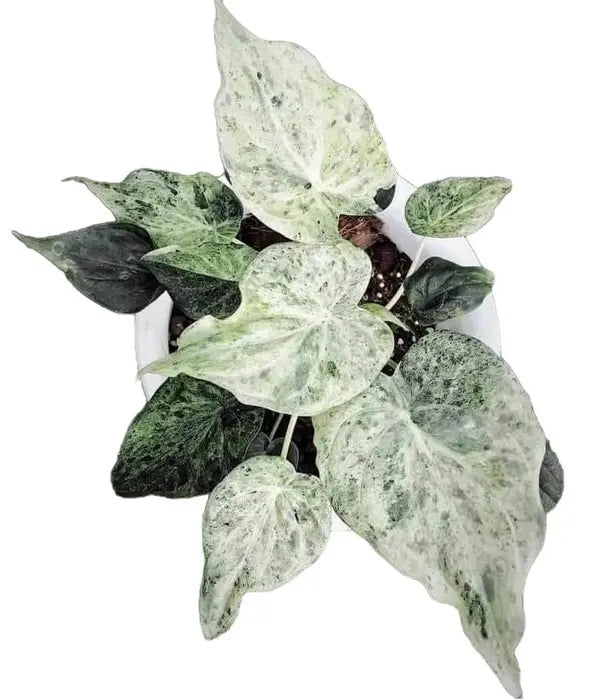 Alocasia Cucullata white marble variegated - Rare