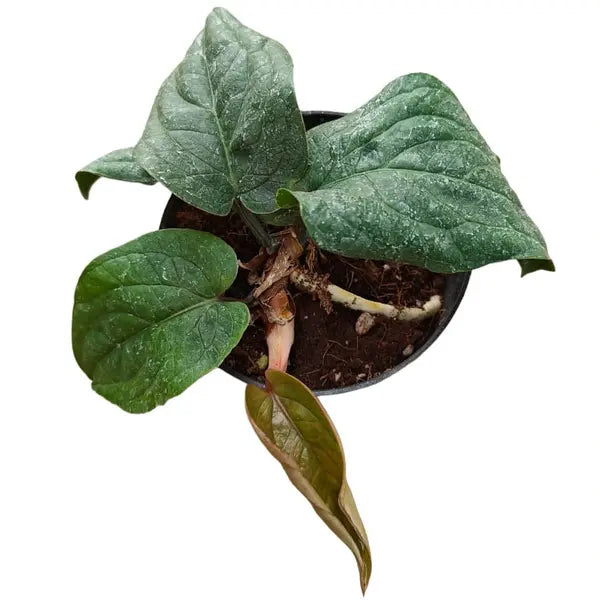 Climbing Radicans - Rare