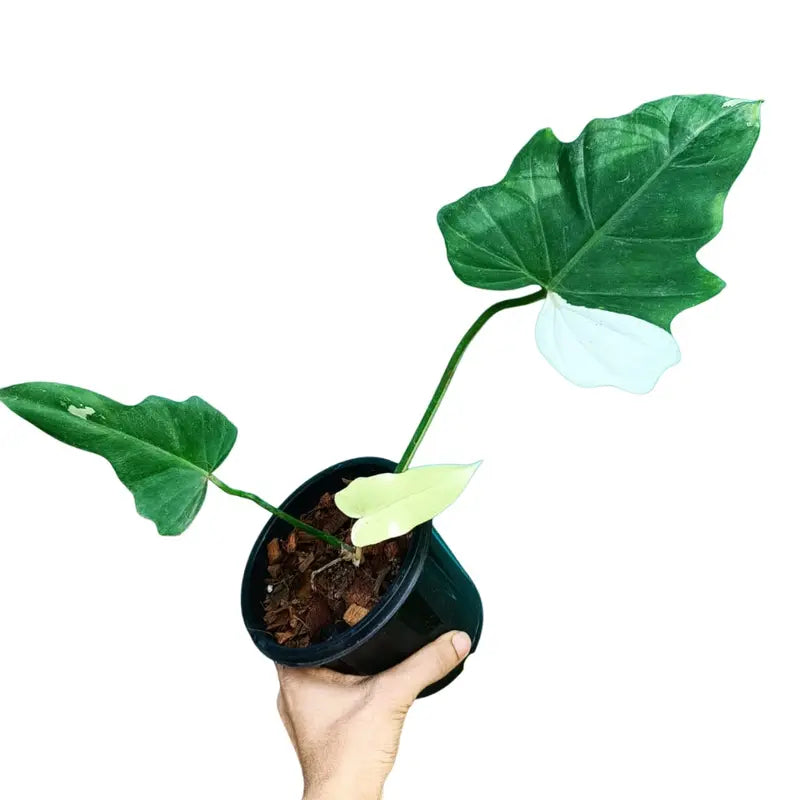 Philodendron Golden Dragon Variegated - Rare