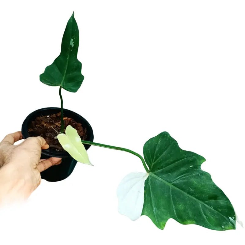 Philodendron Golden Dragon Variegated - Rare