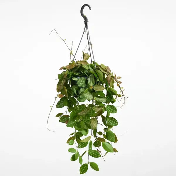 Dischidia Ovata | Dischidia Watermelon Plant