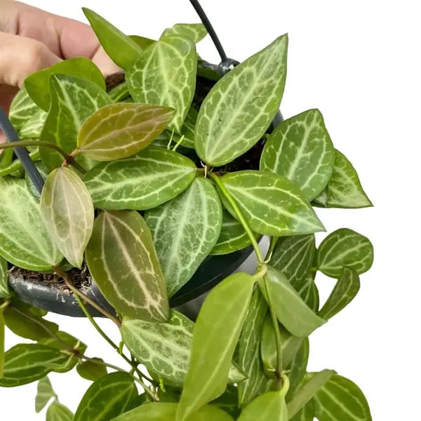 Dischidia Ovata | Dischidia Watermelon Plant