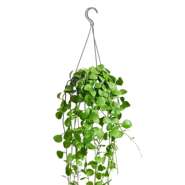 Dischidia Oiantha plant