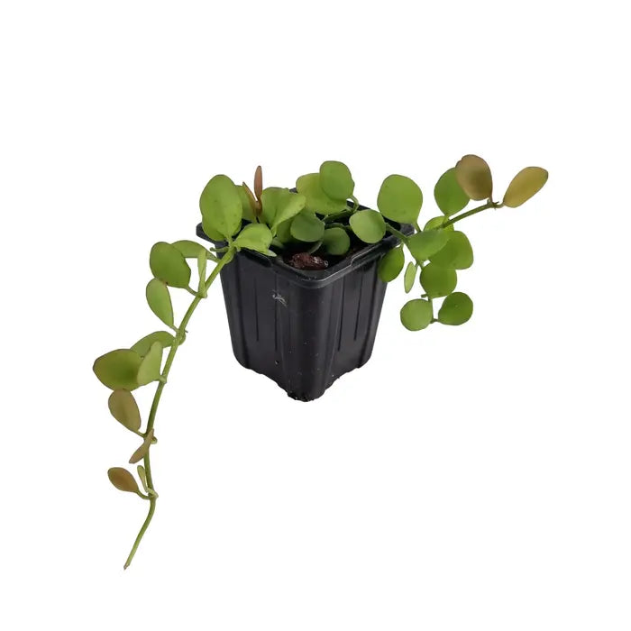 Dischidia Oiantha plant