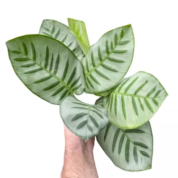 Calathea Bella Carolina Plant - Rare