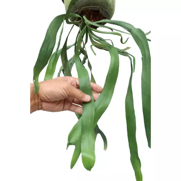 Ophioglossum Pendulum Fern | Ophioglossaceae Fern - Rare