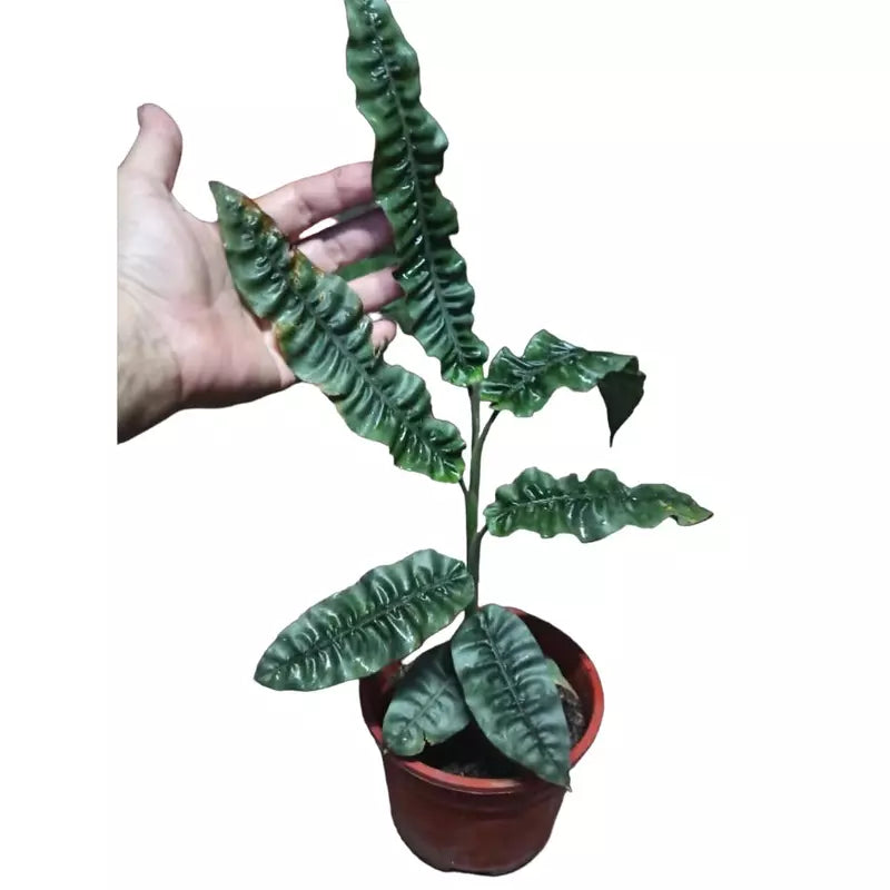 Alpinia Rugosa | Evergreen Broadleaf Ginger - Rare