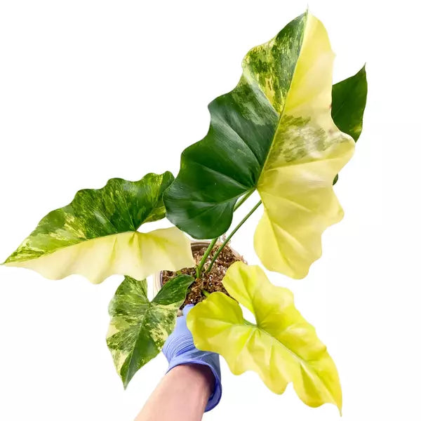 Philodendron Angela Variegated - Very Rare