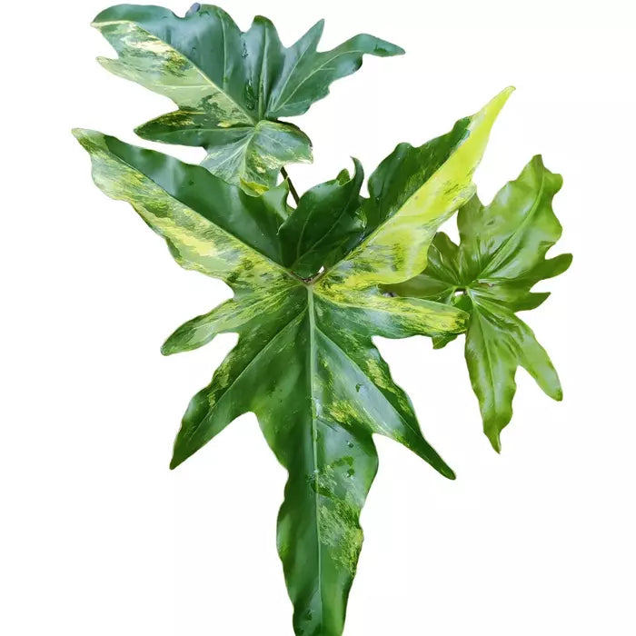 Philodendron Angela Variegated - Very Rare