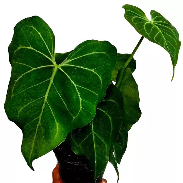 Anthurium Delta Force x Anthurium clarinervium - Rare