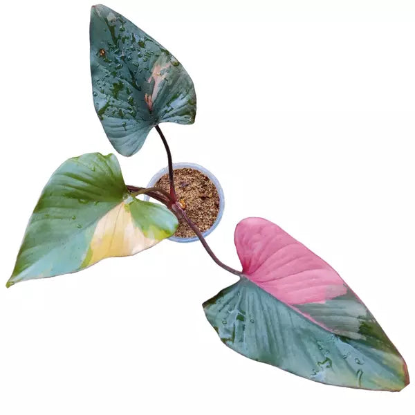 Homalomena Pink Diamond - Rare