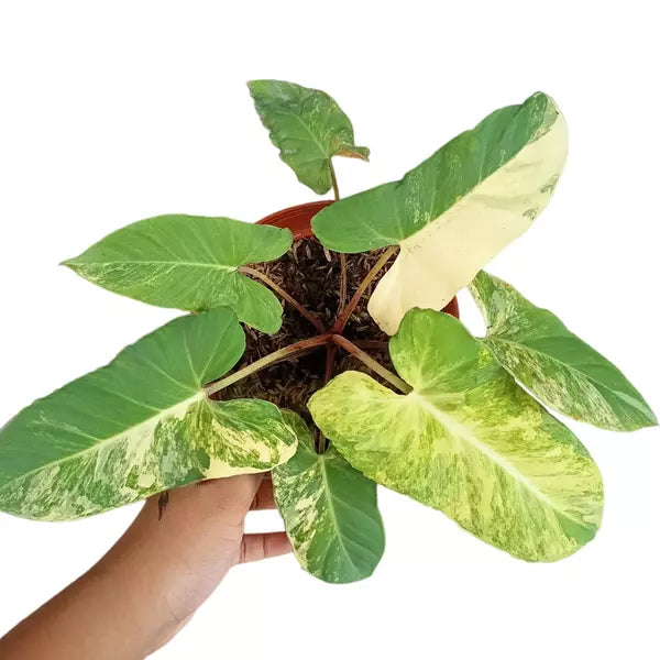 Variegated Adelonema Crinipes - Very Rare