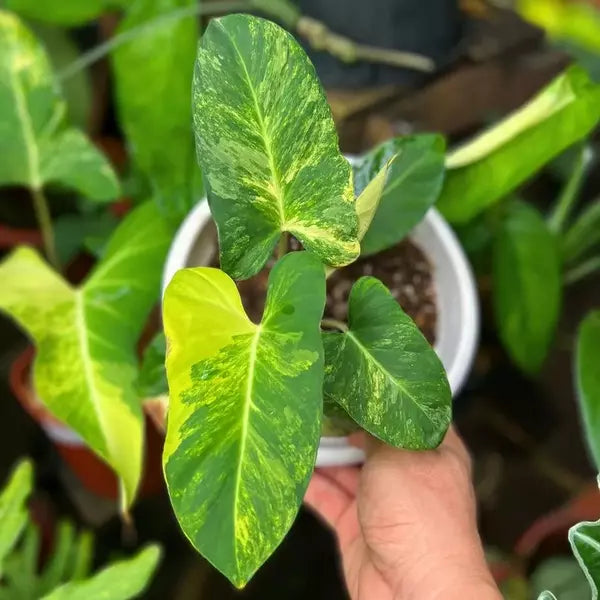 Variegated Adelonema Crinipes - Very Rare