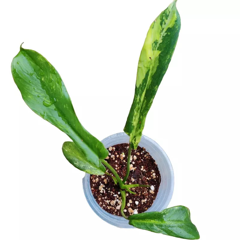 Philodendron Joepii Variegated - Super Rare