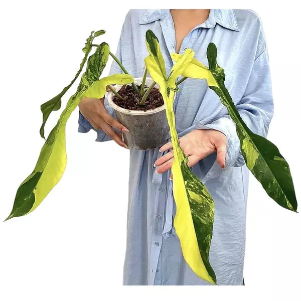 Philodendron Joepii Variegated - Super Rare