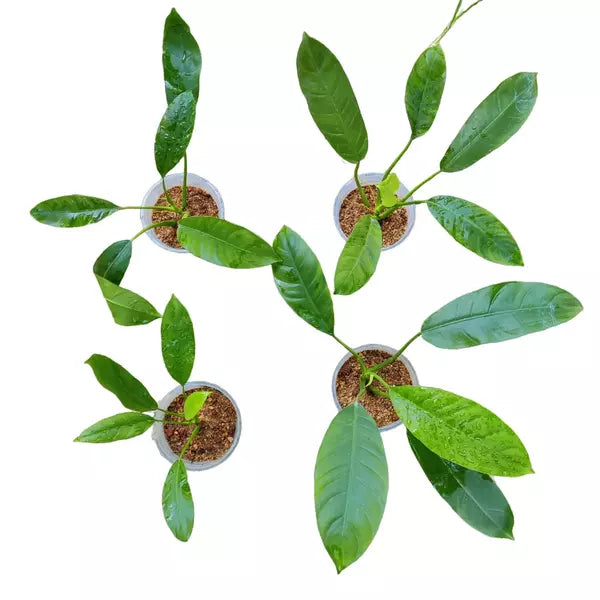 Philodendron SP Mindo - Rare