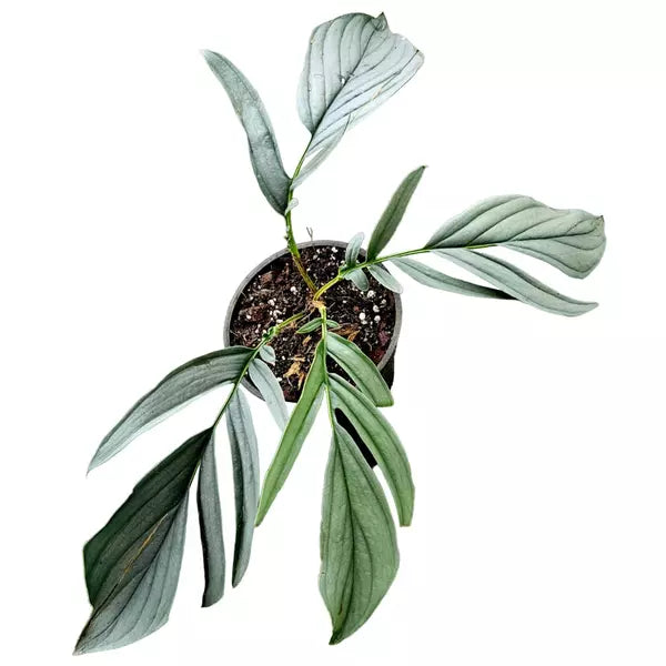 Rhaphidophora Tenuis Silver - Rare
