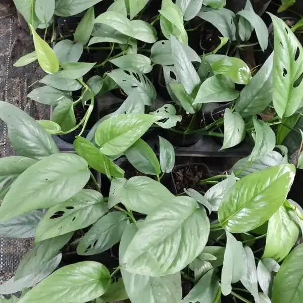 Epipremnum Pinnatum Cebu Blue - Rare